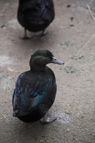 Um pato da velha raça tradicional de Patos da Pomerânia — Fotografia de Stock