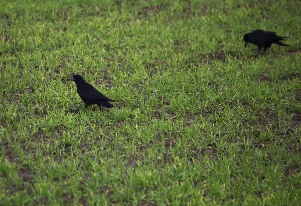 Rooks on Field — стоковое фото