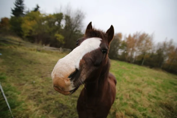 Széles látószögű makró-ló — Stock Fotó