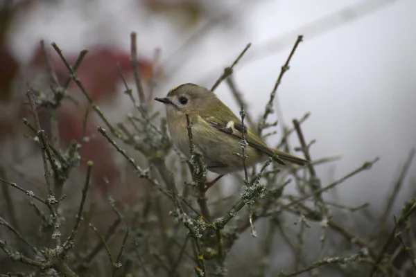 坐在树枝上 goldcrest — 图库照片