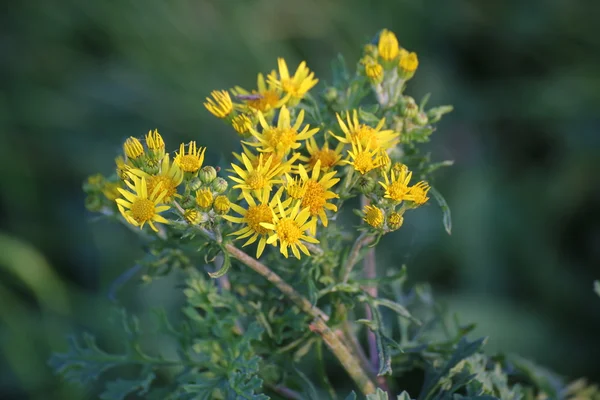 Blommor av ragwort — Stockfoto