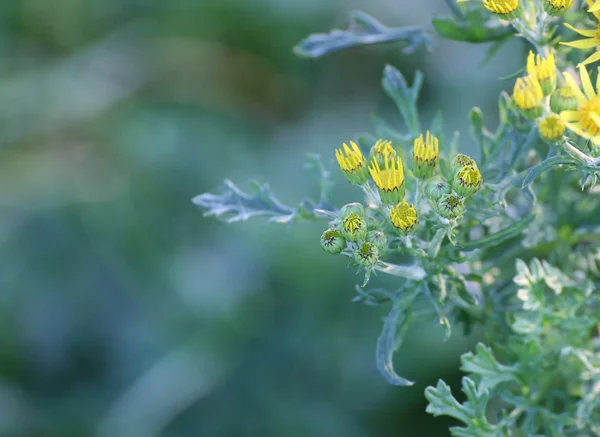 Flores do ragwort — Fotografia de Stock