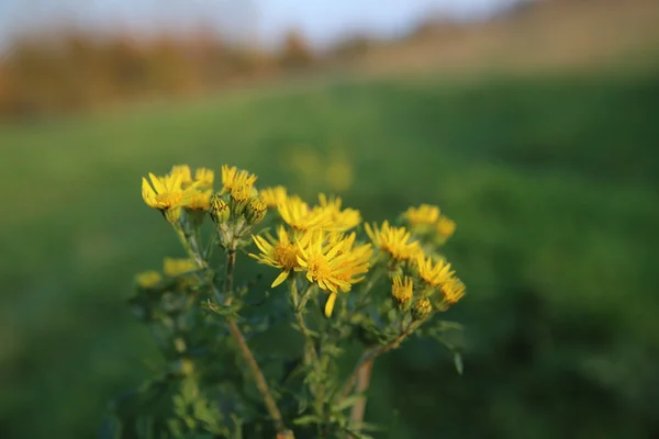 Flores do ragwort — Fotografia de Stock