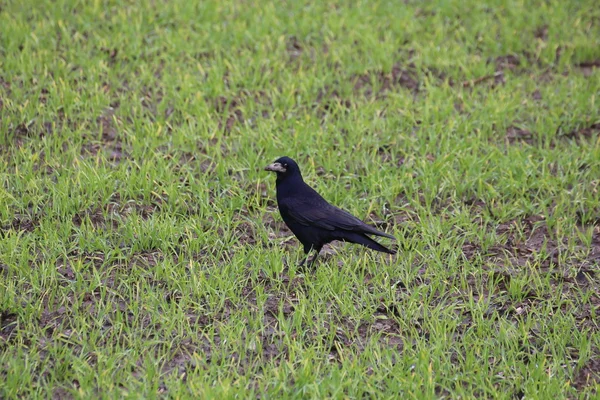 Rook On Field — Stock Photo, Image