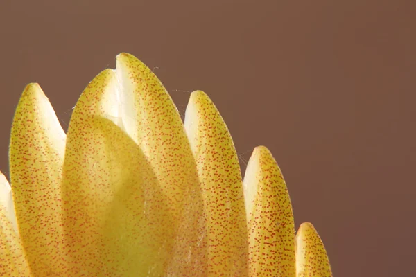 Macro fleur de bromélie — Photo