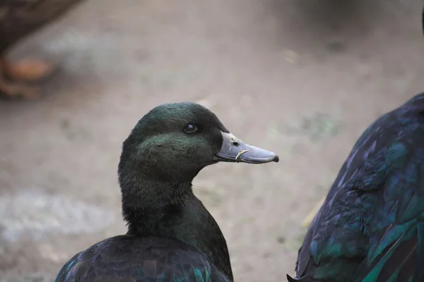 Pomořanská kachna portrét — Stock fotografie