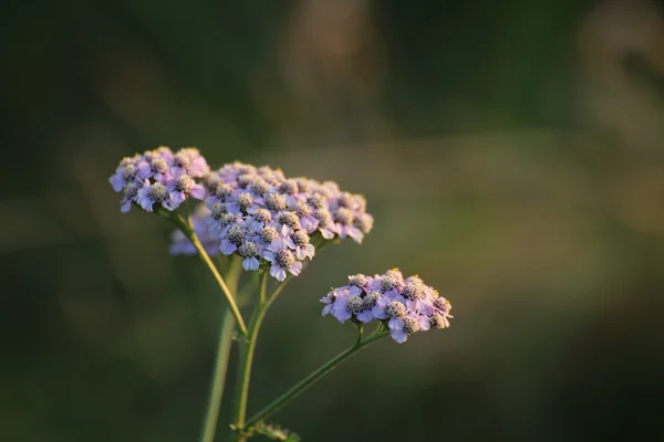 Rosa sneezewort blommar upplyst av blå himmel och gula sollju — Stockfoto