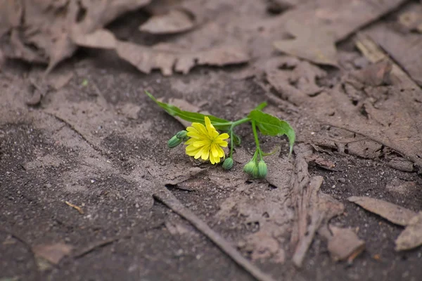 Nipplewort květ ležící na zemi — Stock fotografie