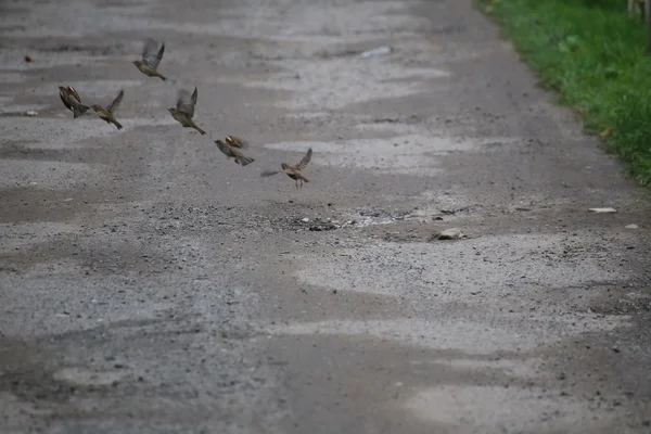 Зграя з Sparrows Taking Від — стокове фото