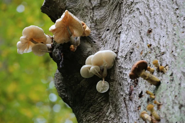 Porslin svampar på en stam i en tysk skog — Stockfoto