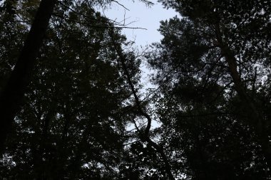 Bükülmüş boşluğu ağacında