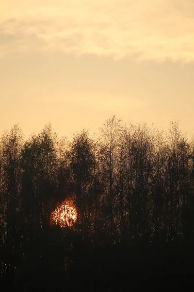 Sol en el bosque —  Fotos de Stock