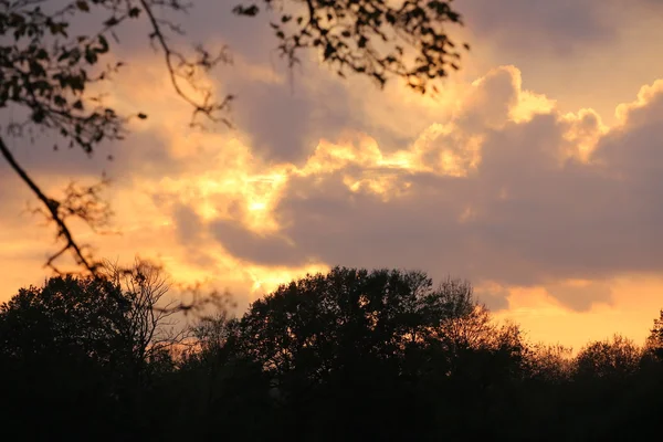 Céu laranja ardente com silhuetas de árvores — Fotografia de Stock