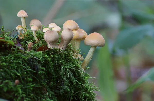 Σχήμα αχλαδιού puffballs και agarics σε ένα γερμανικό δάσος — Φωτογραφία Αρχείου