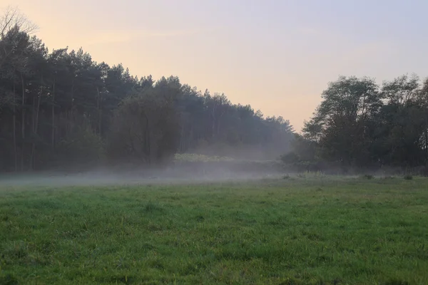 Mgła nad łąka — Zdjęcie stockowe