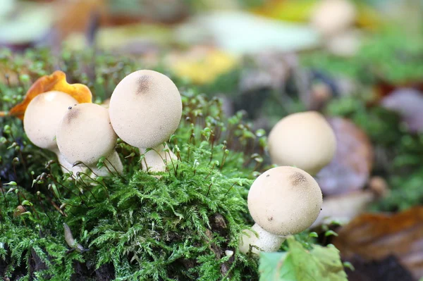 Bolas de puffball en forma de pera en musgo — Foto de Stock