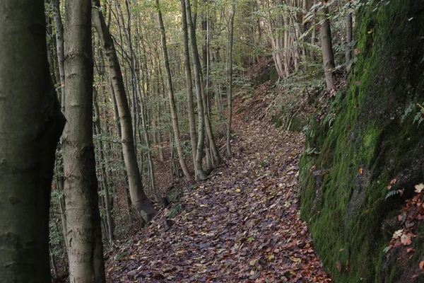 Bosque de haya en el Rennsteig — Foto de Stock