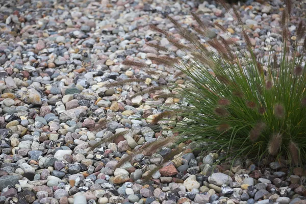 Grass On Stones — Stock Photo, Image