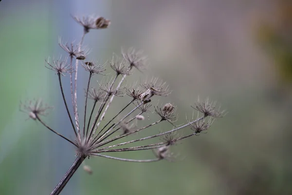 Зонтик осенью несет семена — стоковое фото