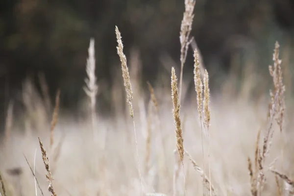 Reed kolce jesienią z niewyraźnym tłem — Zdjęcie stockowe