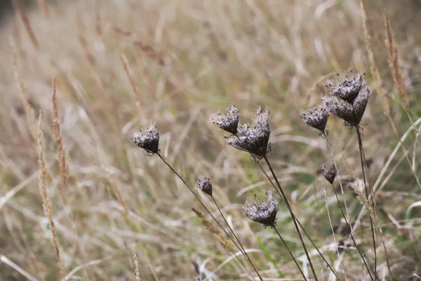 A Reed umbels — Stock Fotó