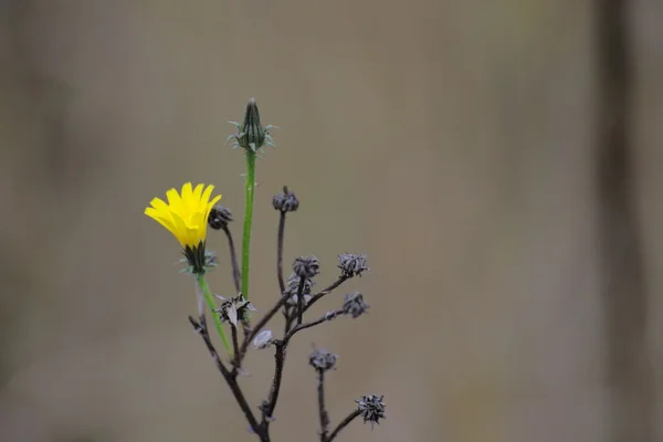 Solteiro broto verde e florido na planta seca de uma erva — Fotografia de Stock