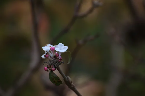 Flores de uma espécie de Viburnu no outono — Fotografia de Stock