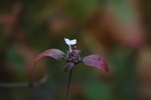 Flores de una especie de Viburnu en otoño — Foto de Stock