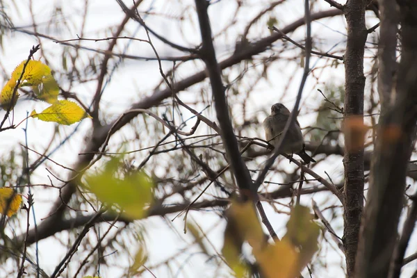 树枝上的麻雀 — 图库照片
