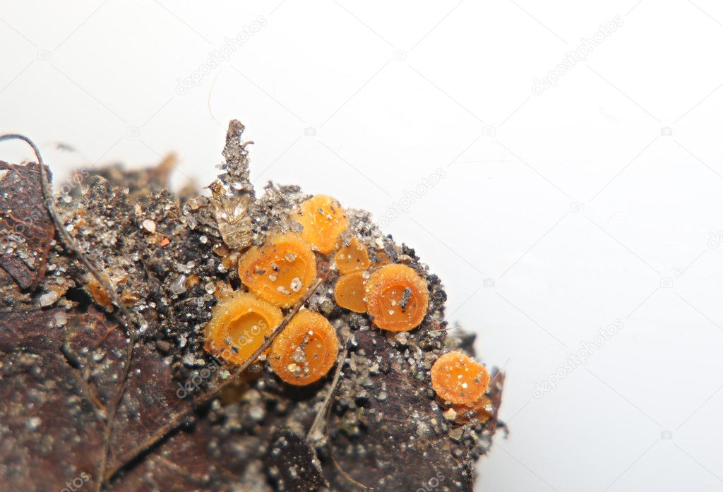 Close up of a vibrant orange sac fungus