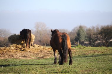 Büyük ve ağır pulluk at duran bir çayır ve Hey izlerken