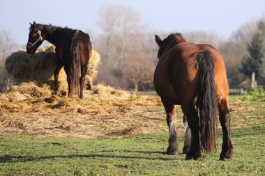 Büyük ve ağır pulluk at duran bir çayır ve Hey izlerken