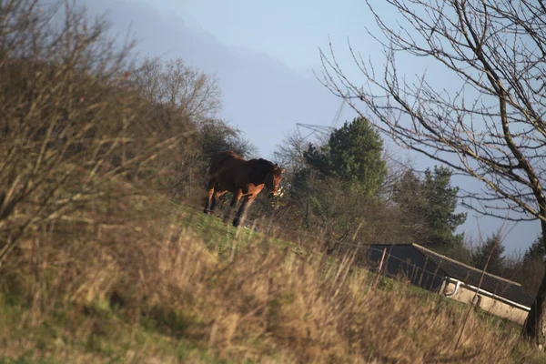 Grand et lourd cheval de charrue debout sur un pré abattu dans un inhabituel — Photo