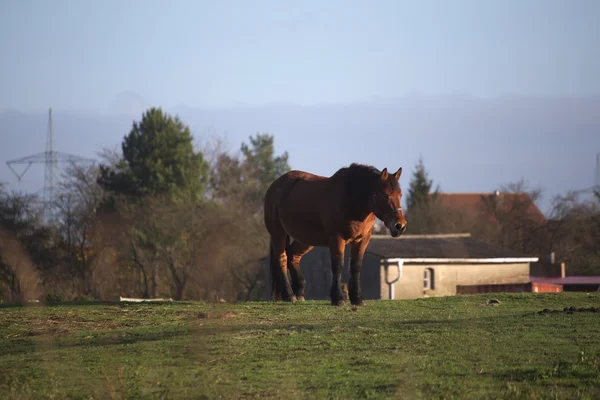 Velký a těžký pluh stojící koně na louce — Stock fotografie