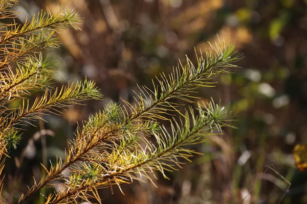 Detail des Zweiges einer Fichte im Herbst — Stockfoto