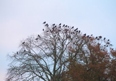 Kaleler ve kargalar çıplak ağaç üzerinde