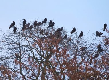 Kaleler ve kargalar çıplak ağaç üzerinde