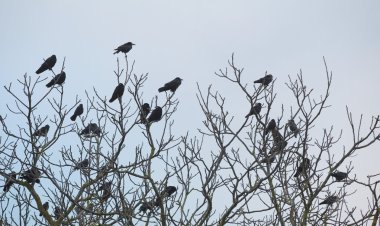 Kaleler ve kargalar çıplak ağaç üzerinde