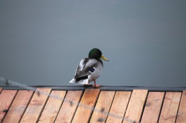Boardwalk tarihinde erkek ördek