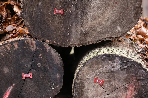 Drewno, numerowane w celu dalszego przetwarzania — Zdjęcie stockowe
