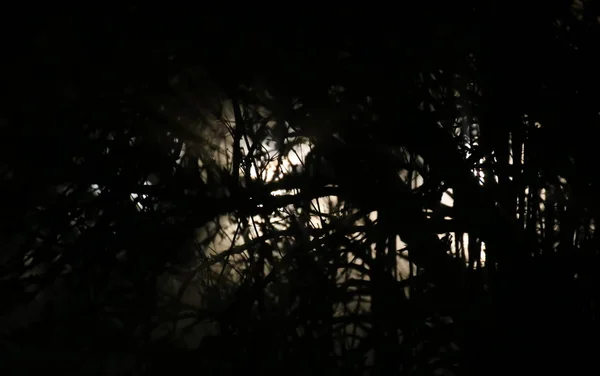 Покрытый белый свет в лесу — стоковое фото