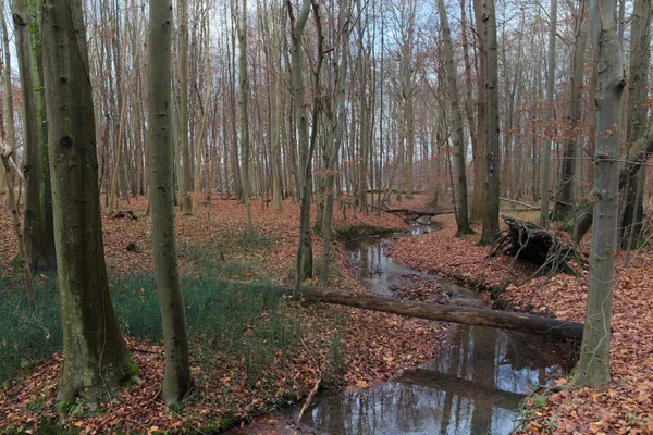 Una vista nella riserva naturale NSG Eldena vicino a Greifswald — Foto Stock