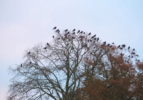 Torres y Jackdaws en el árbol desnudo —  Fotos de Stock