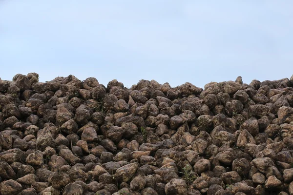 Högen av skördade sockerbetor — Stockfoto