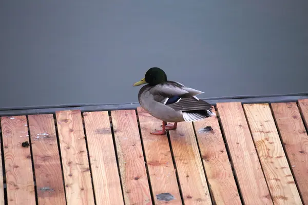 Male Duck On Boardwalk — Stock Photo, Image