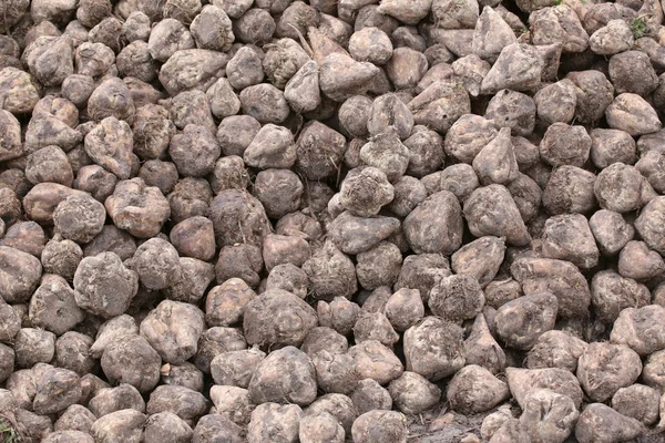 Pile of harvested sugar beets — Stock Photo, Image