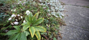 Yarım açık çiçekleri ve yaprakları Noel gül