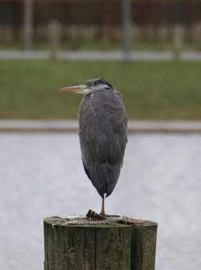 Gray Heron On Wooden Pole clipart