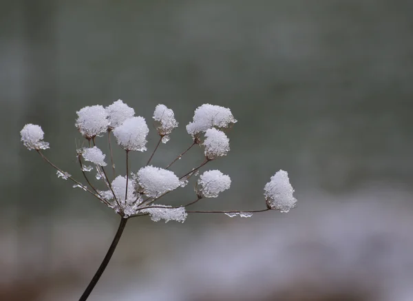 Сніг приклеюється на умбелі — стокове фото