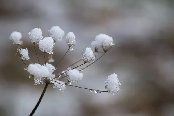 Schnee klebt an einer Dolde mit selektivem Fokuseffekt — Stockfoto